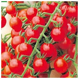 TOMATES GRAPPE CERISE