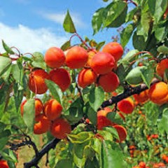 ABRICOTS ( 500 GRS) 