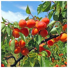 ABRICOTS ( 500 GRS) 