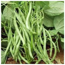 HARICOTS VERTS ( 500 GRS) 