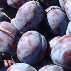PRUNES BLEUES