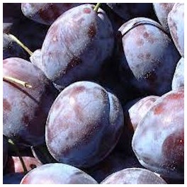 PRUNES BLEUES