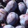 PRUNES BLEUES