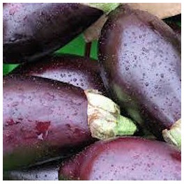 AUBERGINES