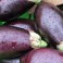 AUBERGINES