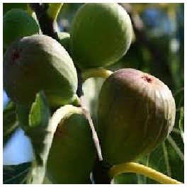 FIGUES FRAICHES