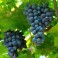 RAISIN MUSCAT