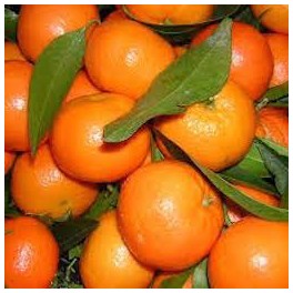 CLEMENTINES CORSES