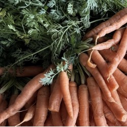 CAROTTES BOTTE (la Botte)