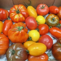 Mélange de tomates