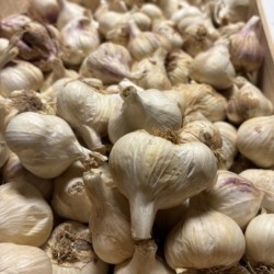 Ail Blanc Bio (2 têtes)