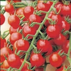 TOMATES CERISE