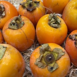 KAKI BIO