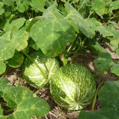 PASTÈQUE BIO (environ 1,6 kg) 