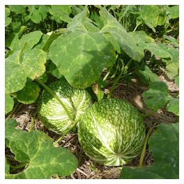 PASTÈQUE BIO (environ 1,6 kg) 