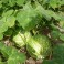 PASTÈQUE BIO (environ 1,6 kg) 