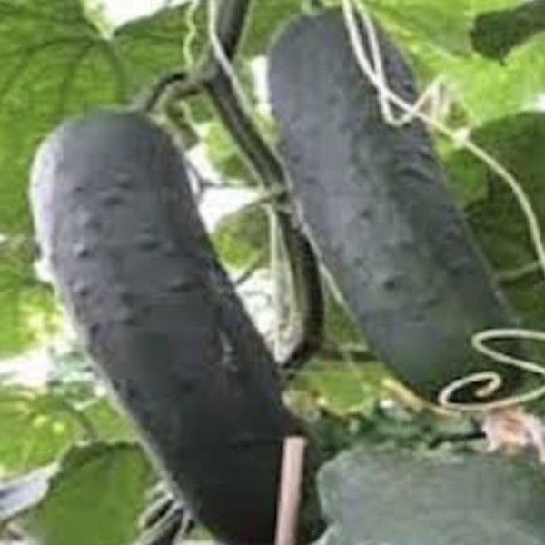 CONCOMBRE BIO