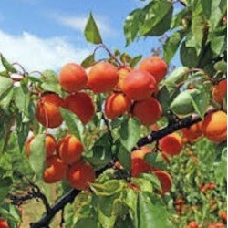 ABRICOTS (500g)