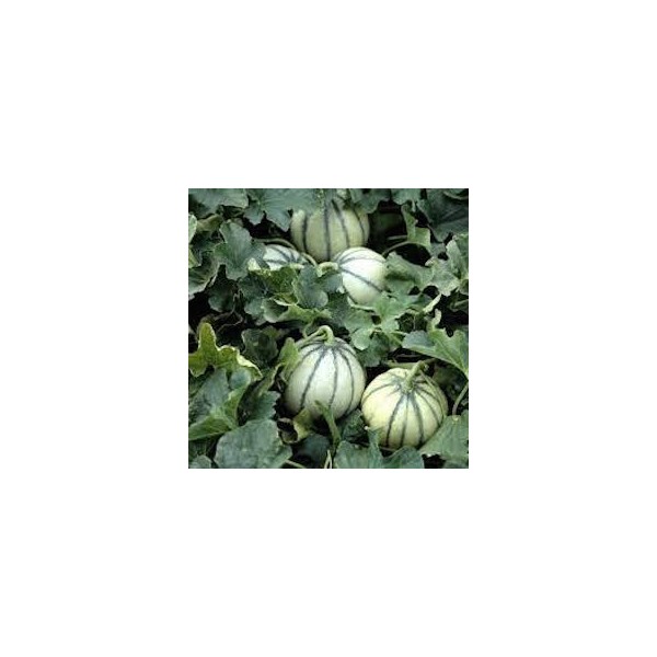 MELON
