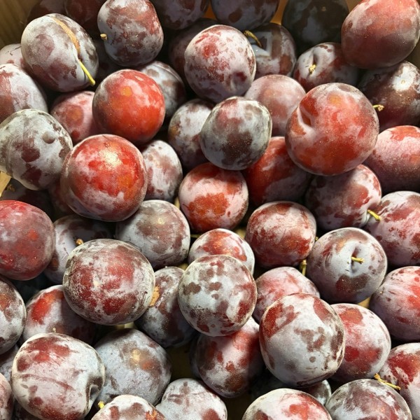 PRUNES BIO