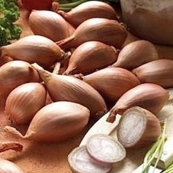 ECHALOTES LONGUES