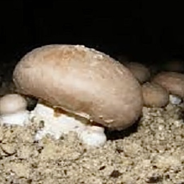 CHAMPIGNONS DE PARIS