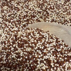 QUINOA BICOLORE BIO