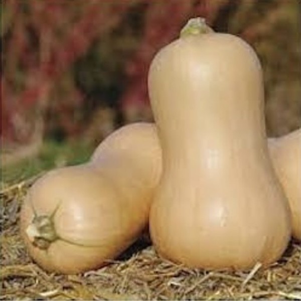 COURGE BUTTERNUT