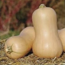 COURGE BUTTERNUT