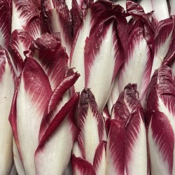 ENDIVES ROUGES