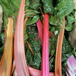 BETTE / BLETTE DE COULEUR BIO (500g)