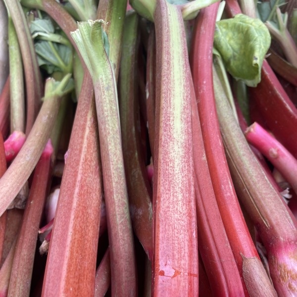 RHUBARBE 500 GRS