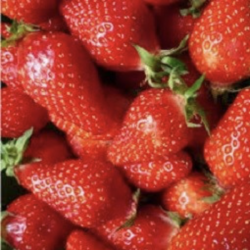 FRAISES  (250g)