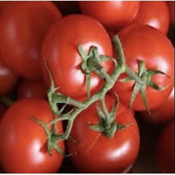 TOMATES GRAPPES