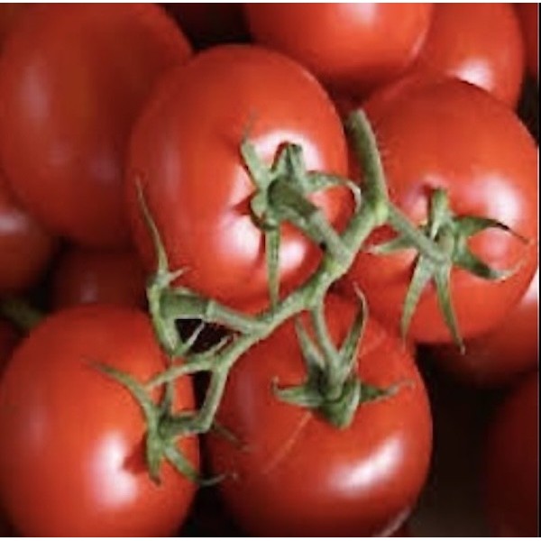 TOMATES GRAPPES