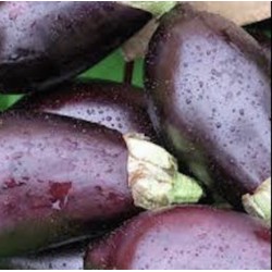 AUBERGINES BIO