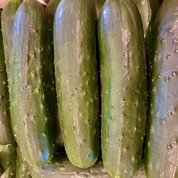 CONCOMBRE NOA BIO
