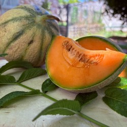 MELON