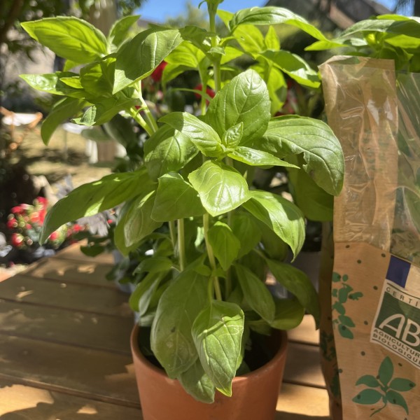 POT DE BASILIC BIO