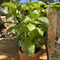POT DE BASILIC BIO