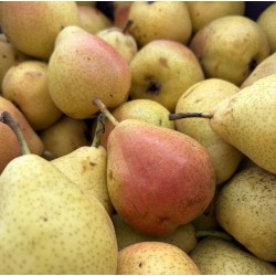 POIRES GUYOT BIO