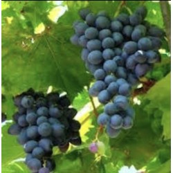 RAISIN PRIMA BIO