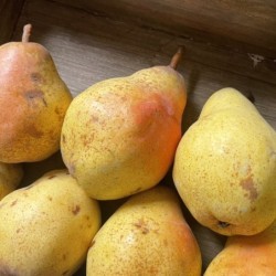 POIRES CARMEN BIO