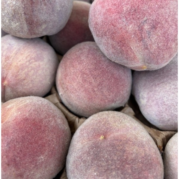 PÊCHE DE VIGNE BIO
