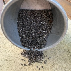 GRAINE DE CHIA BIO