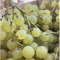 RAISIN EXALTA BIO