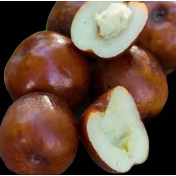 JUJUBE PERA BIO