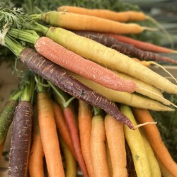 CAROTTES BOTTE MULTICOULEURS (la Botte)