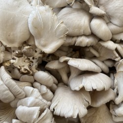 PLEUROTTE