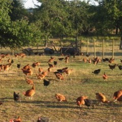 PINTADE FERMIERE   1,5 à 1,7 kg